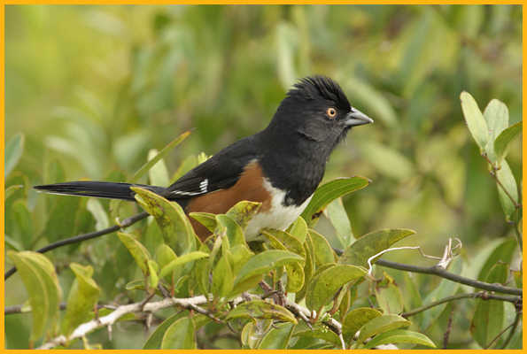 Florida <BR>Eastern Towhee