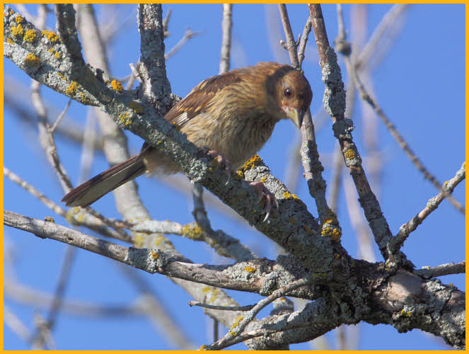 Juvenile Red-eyed<BR>Eastern Towhee