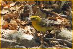 Female <BR>Flame-colored Tanager