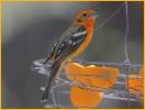 Flame-colored Tanager