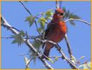 Hepatic Tanager