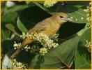Female<BR>Scarlet Tanager