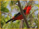 Scarlet Tanager