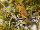 Female Eastern<BR>Summer Tanager