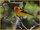 Western Tanager