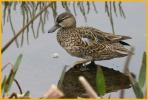Juvenile <BR>Blue-winged Teal