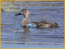 Female <BR>Blue-winged Teal