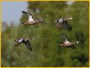 Male and Female<BR>Blue-winged Teal