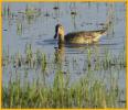 Nonbreeding <BR>Cinnamon Teal