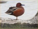 Cinnamon Teal