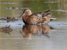 Female<BR>Cinnamon Teal