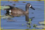 Blue-winged Teal
