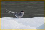Arctic Tern