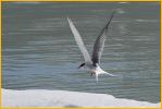 Arctic Tern