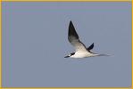Bridled Tern