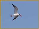 Caspian Tern