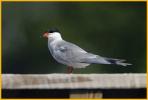 Common Tern