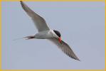Common Tern