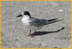 Transition <BR>Forster's Tern