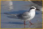 Nonbreeding <BR>Forster's Tern