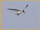 Forster's Tern