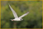 Fresh Juvenile<BR>Forster's Tern