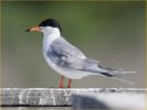 Forster's Tern