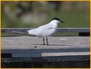Gull-billed Tern