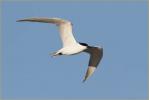 Gull-billed Tern