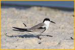 Juvenile <BR>Least Tern