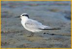 Nonbreeding <BR>Least Tern