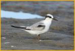 First Year <BR>Least Tern