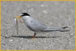 Least Tern