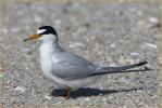 Least Tern