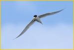 Least Tern