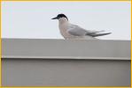 Roseate Tern