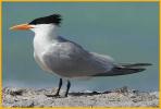Royal Tern