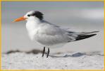Nonbreeding<BR>Royal Tern