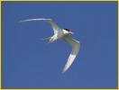 Royal Tern