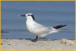 Nonbreeding <BR>Sandwich Tern