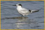 First Winter <BR>Sandwich Tern