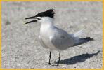 Sandwich Tern