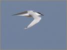 Sandwich Tern