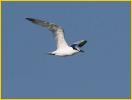 First Year<BR>Sandwich Tern