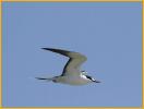 Sooty Tern