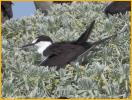 Sooty Tern