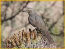 Bendire's Thrasher