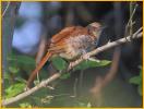 Juvenile Brown Thrasher