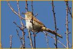Eastern<BR>Brown Thrasher