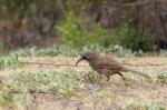 California Thrasher